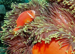 Velidhu - 2013_03_14 - IMG_0772r_Poisson Clown des Maldives - Amphiprion Nigripe_Aquarium_Plongee